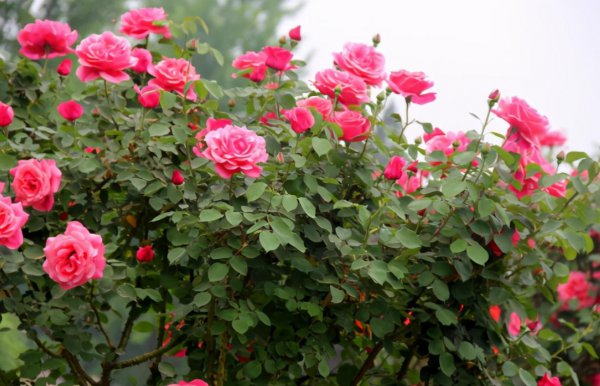 月季花谢了从哪里剪