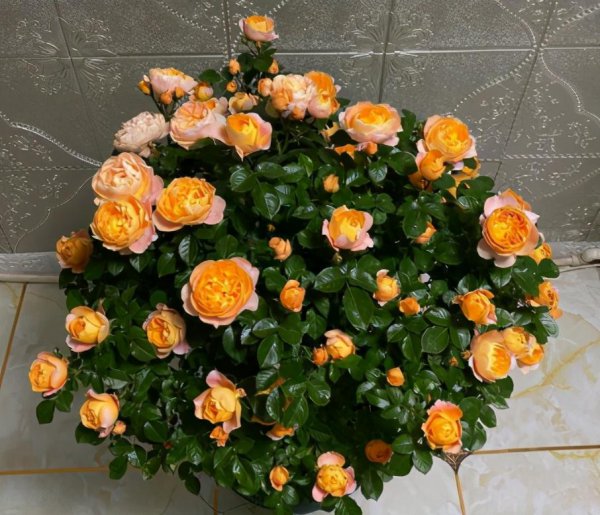 月季花谢了从哪里剪