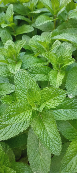 驱蚊花草有哪些