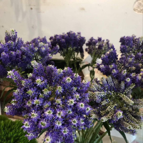 驱蚊花草有哪些