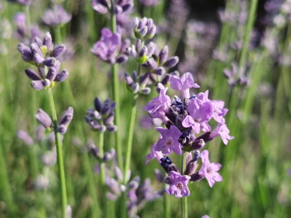 驱蚊花草有哪些