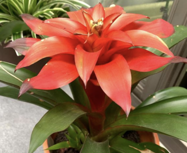 镇宅又聚财的花有哪些 客厅里放什么植物招财又旺家