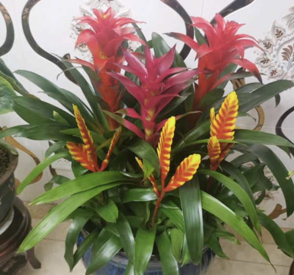 镇宅又聚财的花有哪些