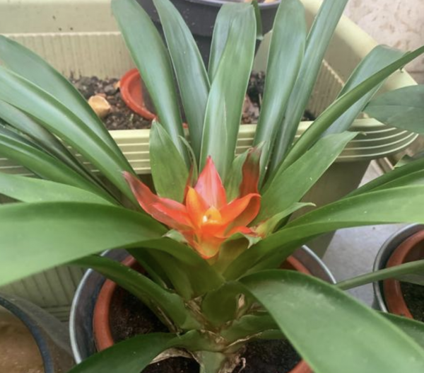 镇宅又聚财的花有哪些