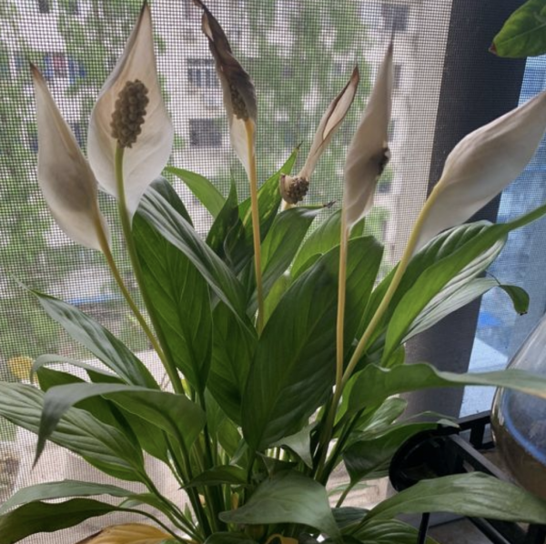 镇宅又聚财的花有哪些