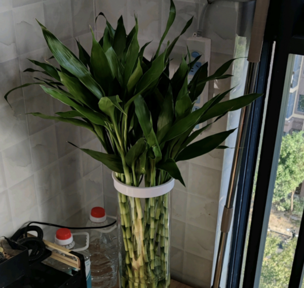 镇宅又聚财的花有哪些