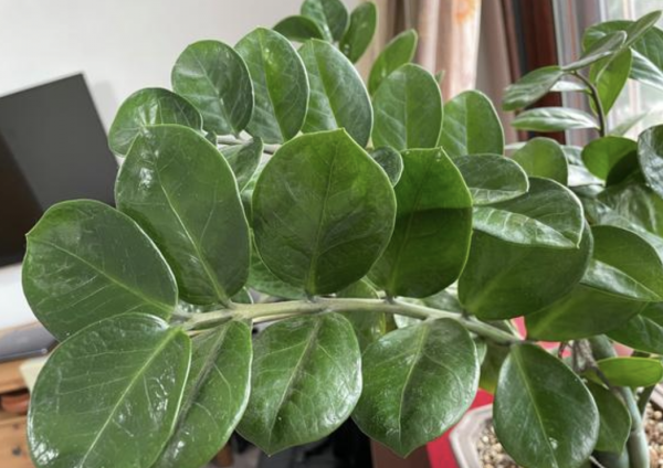 镇宅又聚财的花有哪些