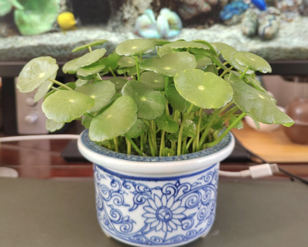 镇宅又聚财的花有哪些