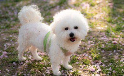 过度打骂比熊的后果 经常惩罚比熊犬容易出现的六种后果