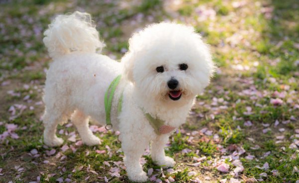 过度打骂比熊的后果