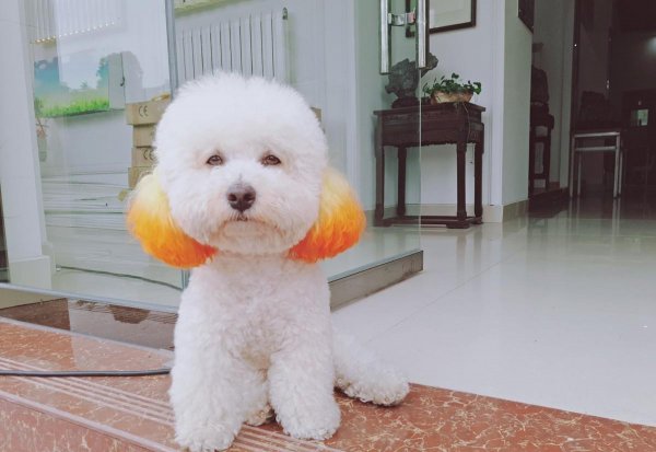 过度打骂比熊的后果