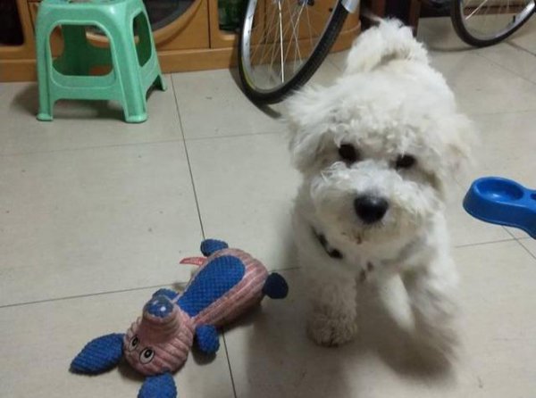 过度打骂比熊的后果