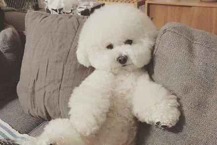 过度打骂比熊的后果