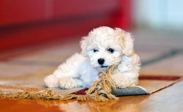 过度打骂比熊的后果