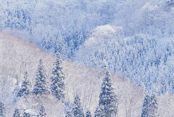 重庆看雪景的最佳地点