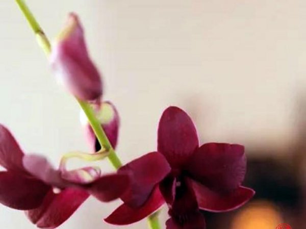 绀色是什么颜色