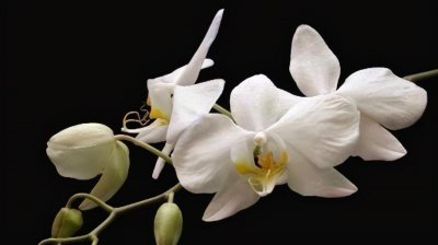 白眼狼比喻什么样的人 形容白眼狼的这群人有哪些特征