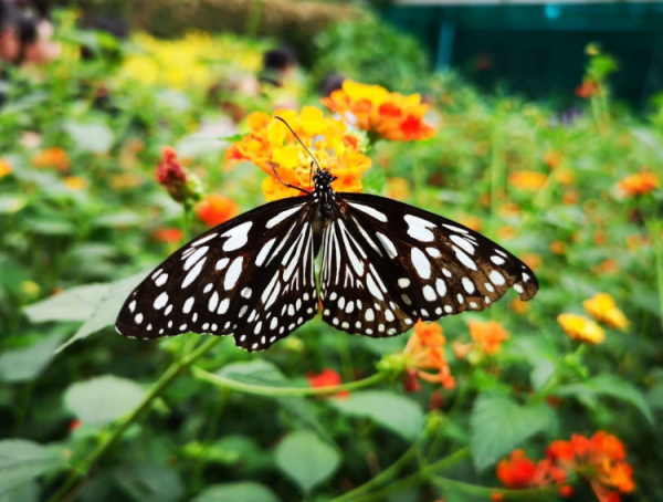 蝴蝶泉在云南哪里