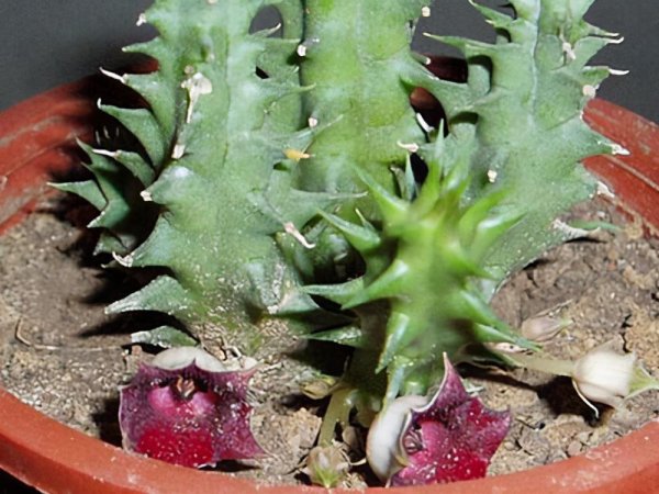 仙人掌的种类名称