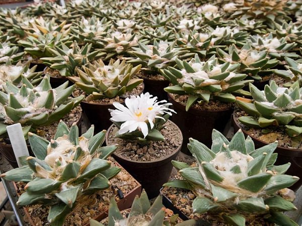 仙人掌的种类名称