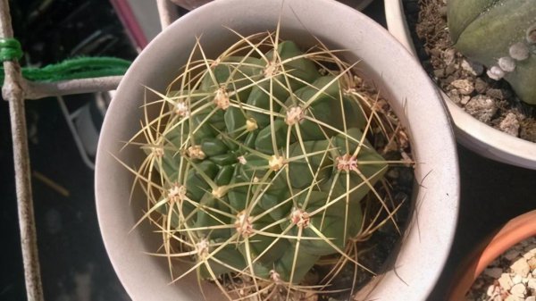 仙人掌的种类名称