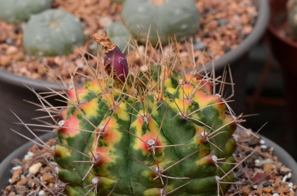 仙人掌的种类名称