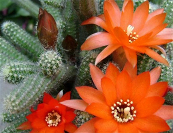 仙人掌的种类名称