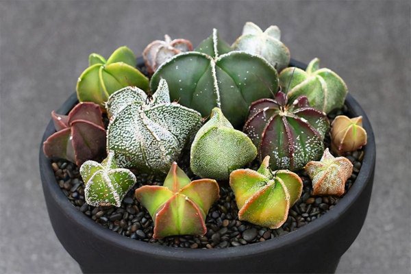 仙人掌的种类名称