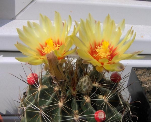 仙人掌的种类名称