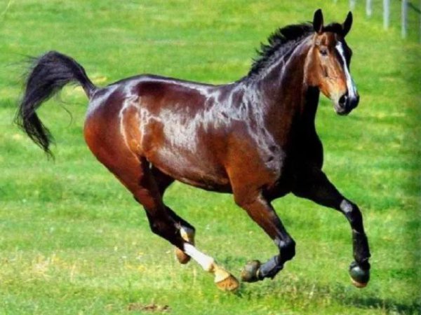 汗血宝马是什么意思