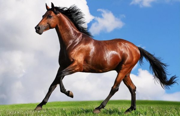 汗血宝马是什么意思