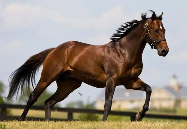 汗血宝马是什么意思