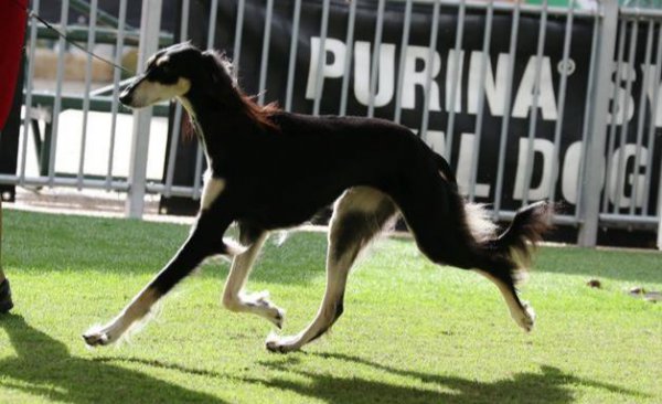 最贵的狗排名第一