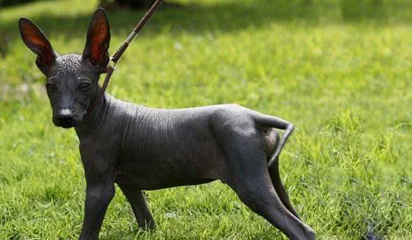 最贵的狗排名第一