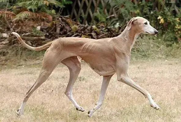 最贵的狗排名第一