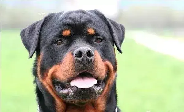 最贵的狗排名第一