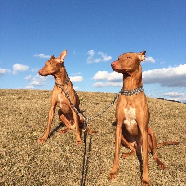 最贵的狗排名第一