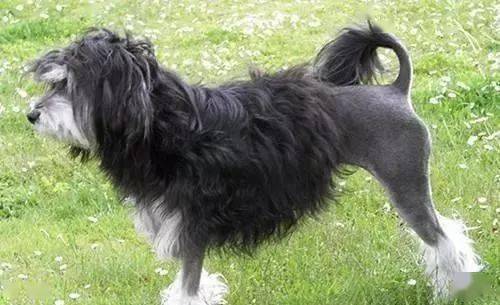 最贵的狗排名第一