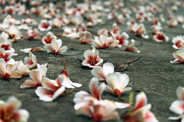 孟浩然最有名的十首诗