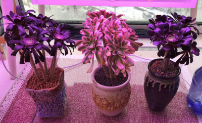 多肉补光灯真的有用吗 补光灯每天照多肉多久才有效果