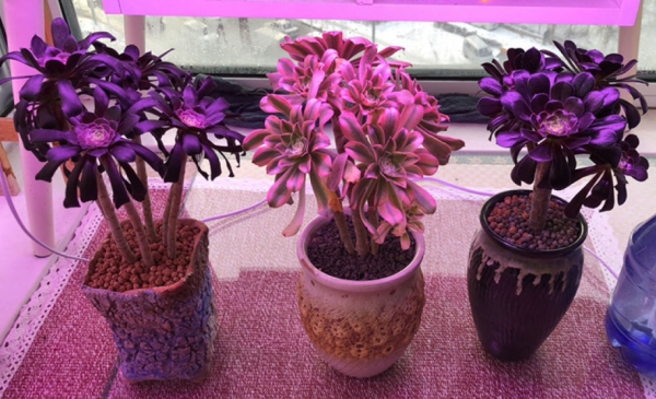 多肉补光灯真的有用吗