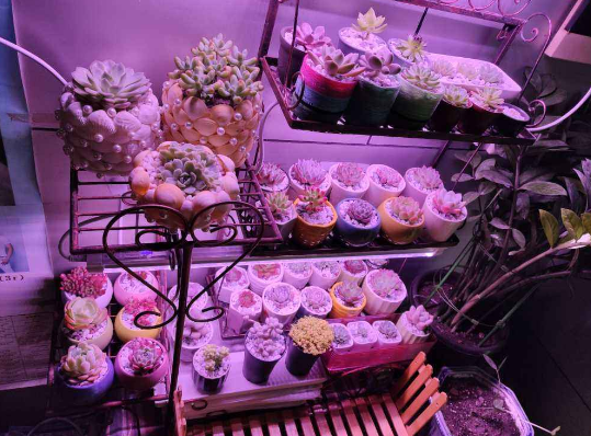 多肉补光灯真的有用吗