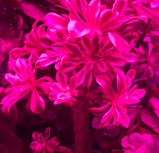 多肉补光灯真的有用吗