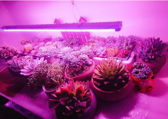 多肉补光灯真的有用吗