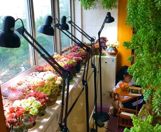 多肉补光灯真的有用吗