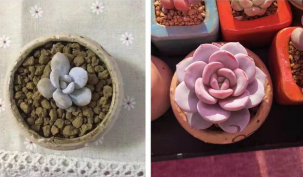 多肉补光灯真的有用吗