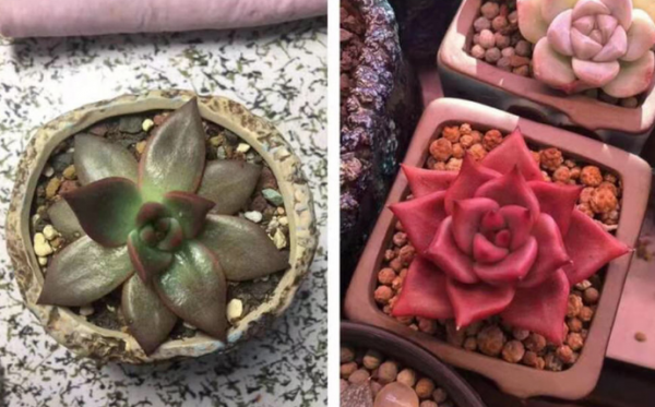 多肉补光灯真的有用吗