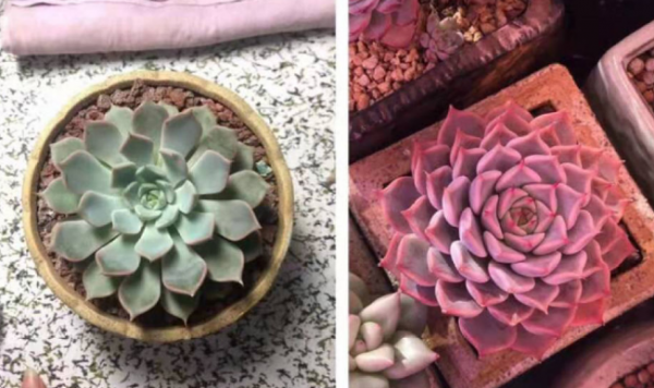 多肉补光灯真的有用吗