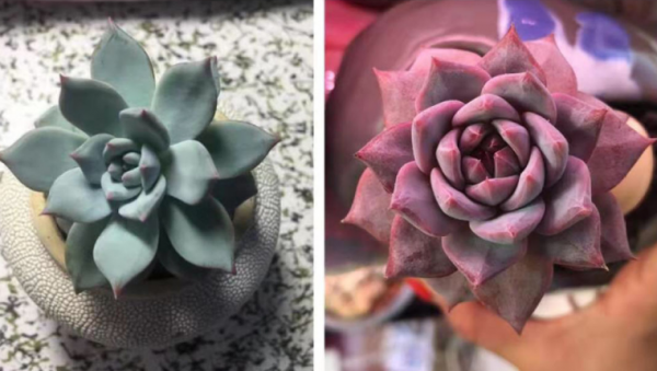 多肉补光灯真的有用吗