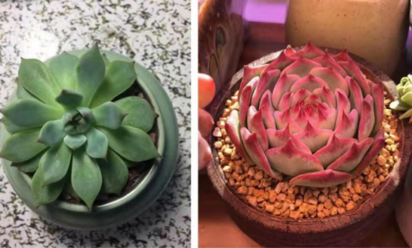 多肉补光灯真的有用吗